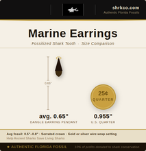 Load image into Gallery viewer, Shark Fossil Stud Earrings