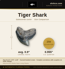 Load image into Gallery viewer, Tiger Shark Marine Fossil Necklace