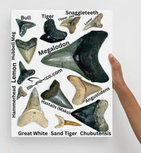 Load image into Gallery viewer, Common and uncommon shark tooth species of Florida and South Carolina.  Features Sharks Teeth examples from a Bull, Tiger, Snaggletooth (Hemipristis Serra), Megalodon, Hubbell Meg, Lemon, Great Hammerhead, Hastalis (commonly called Mako as a slang term), Angustidens, Chubutensis, Great White and Sand Tiger