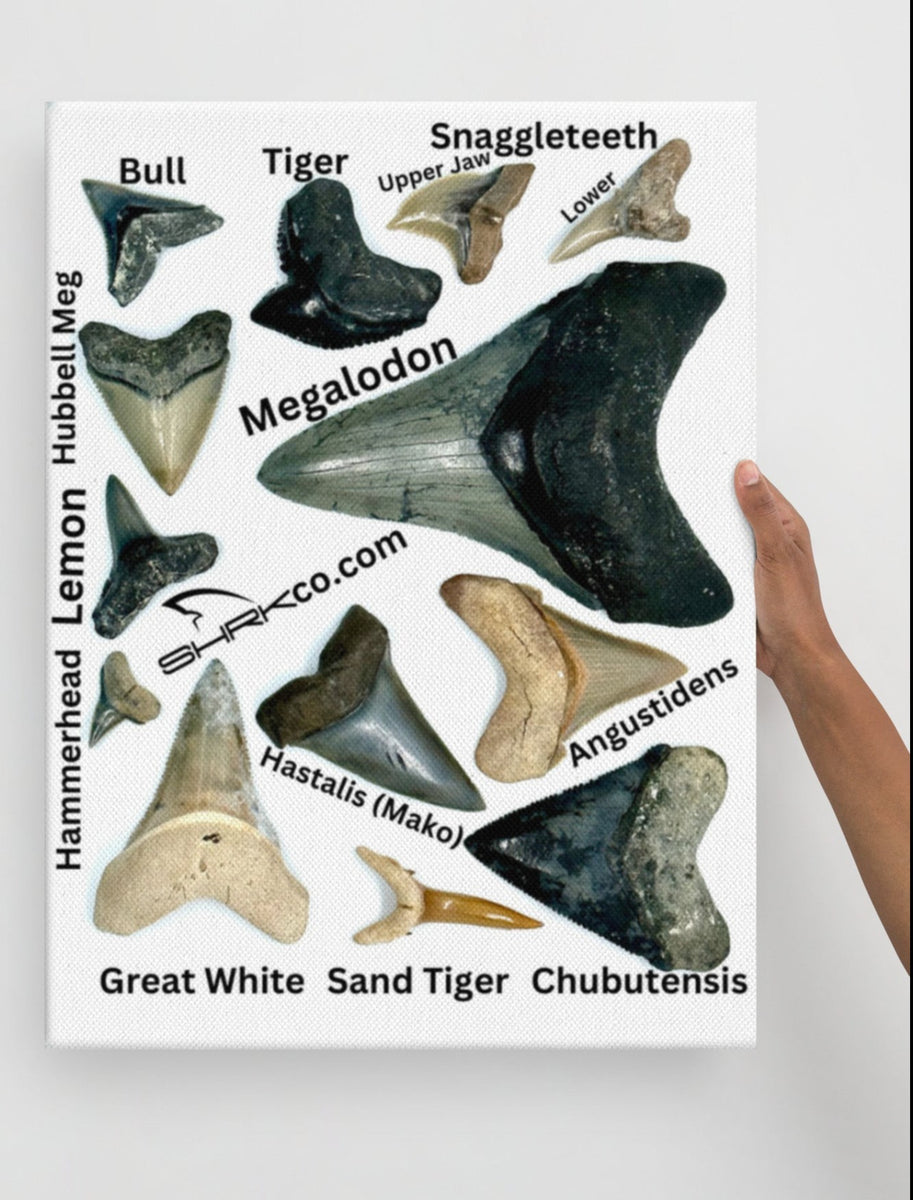Shark Tooth Fossil Identification Chart Canvas Print SHRKco LLC