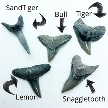Load image into Gallery viewer, Basic shark tooth fossil identification chart. These teeth can be found all over Florida but we find most near Venice at the shark tooth capital of the world!

