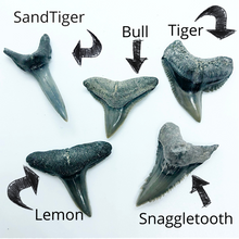 Load image into Gallery viewer, Basic shark tooth fossil identification chart. These teeth can be found all over Florida but we find most near Venice at the shark tooth capital of the world!