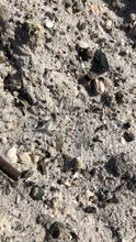 Load and play video in Gallery viewer, Lemon Shark Marine Fossil Necklace