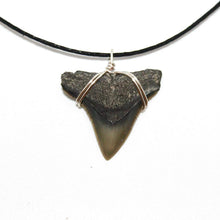 Load image into Gallery viewer, Choker Marine Fossil Necklace