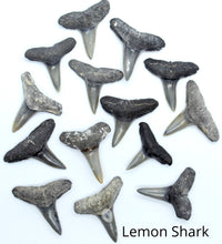 Load image into Gallery viewer, RARE ORANGE Color Shark Tooth Necklace
