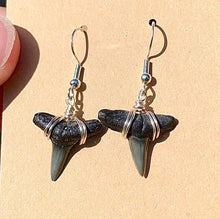 Load image into Gallery viewer, Fossilized Marine Dangle Earrings in 14kt Gold or Sterling Silver