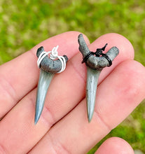 Load image into Gallery viewer, Sand Tiger shark teeth are slightly more rare to find than bulls or lemons in Florida!