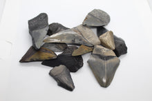 Load image into Gallery viewer, Broken Megalodon shark teeth found fossil hunting in wild Florida by scuba diving and digging. From the Miocene epoch 2-15 million years old. These giant shark fossils are all that was left from the largest predator to ever live on Earth.

