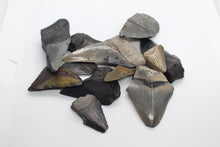 Load image into Gallery viewer, Broken Megalodon shark teeth found fossil hunting in wild Florida by scuba diving and digging. From the Miocene epoch 2-15 million years old. These giant shark fossils are all that was left from the largest predator to ever live on Earth.