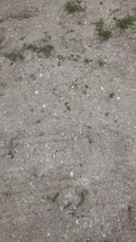 Load and play video in Gallery viewer, Tiger Shark Marine Fossil Necklace