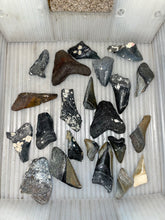 Load image into Gallery viewer, Broken Megalodon shark teeth found fossil hunting in wild Florida by scuba diving and digging. From the Miocene epoch 2-15 million years old. These giant shark fossils are all that was left from the largest predator to ever live on Earth.