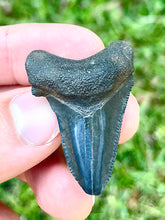 Load image into Gallery viewer, Bare Megalodon Teeth (New Additions Weekly)
