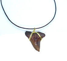 Load image into Gallery viewer, Snaggletooth Marine Fossil Necklace