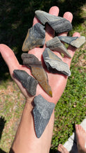 Load image into Gallery viewer, Broken Megalodon shark teeth found fossil hunting in wild Florida by scuba diving and digging. From the Miocene epoch 2-15 million years old. These giant shark fossils are all that was left from the largest predator to ever live on Earth.