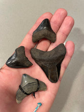 Load image into Gallery viewer, Bare Megalodon Teeth (New Additions Weekly)
