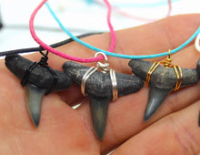 Load image into Gallery viewer, Lemon shark teeth either point right or left depending on the side of the mouth they were on! They completely lack serrations and have straight edge blades for a strong, powerful look.
