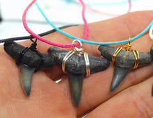 Load image into Gallery viewer, Lemon shark teeth either point right or left depending on the side of the mouth they were on! They completely lack serrations and have straight edge blades for a strong, powerful look.
