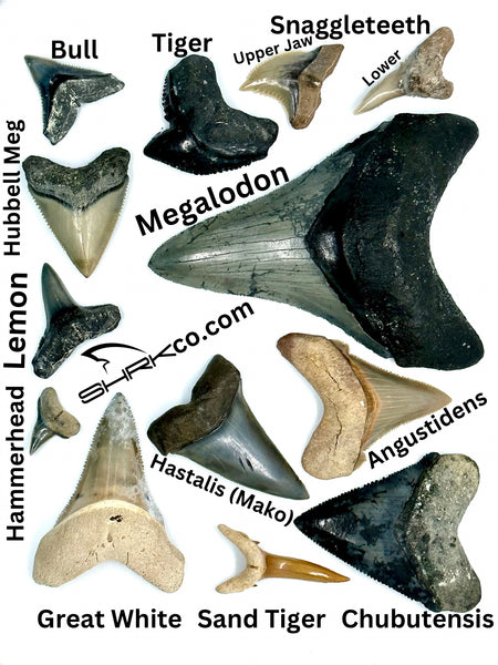 Fossil Shark Tooth Identification Chart