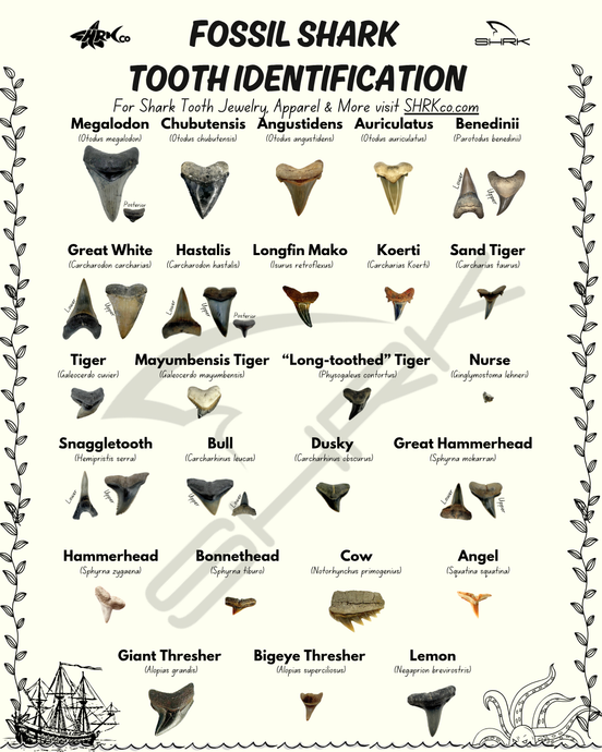 Fossil Shark Tooth Identification Guide