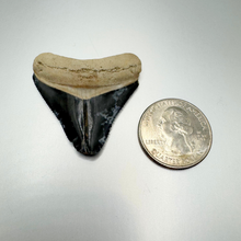 Load image into Gallery viewer, Bone Valley Rare Meg
