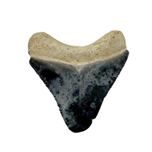 Load image into Gallery viewer, Bone Valley Rare Meg
