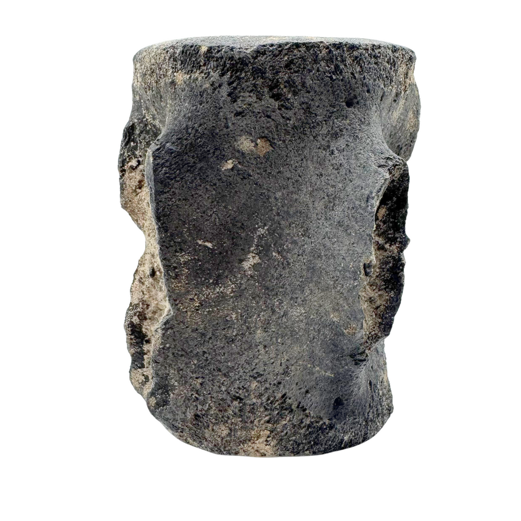 Authentic Whale Vertebra Fossil