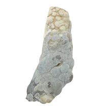 Load image into Gallery viewer, White Botryoidal Coral Geode
