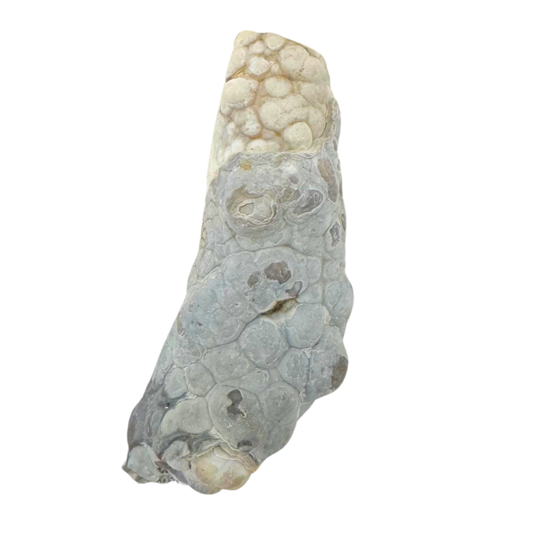 White Botryoidal Coral Geode