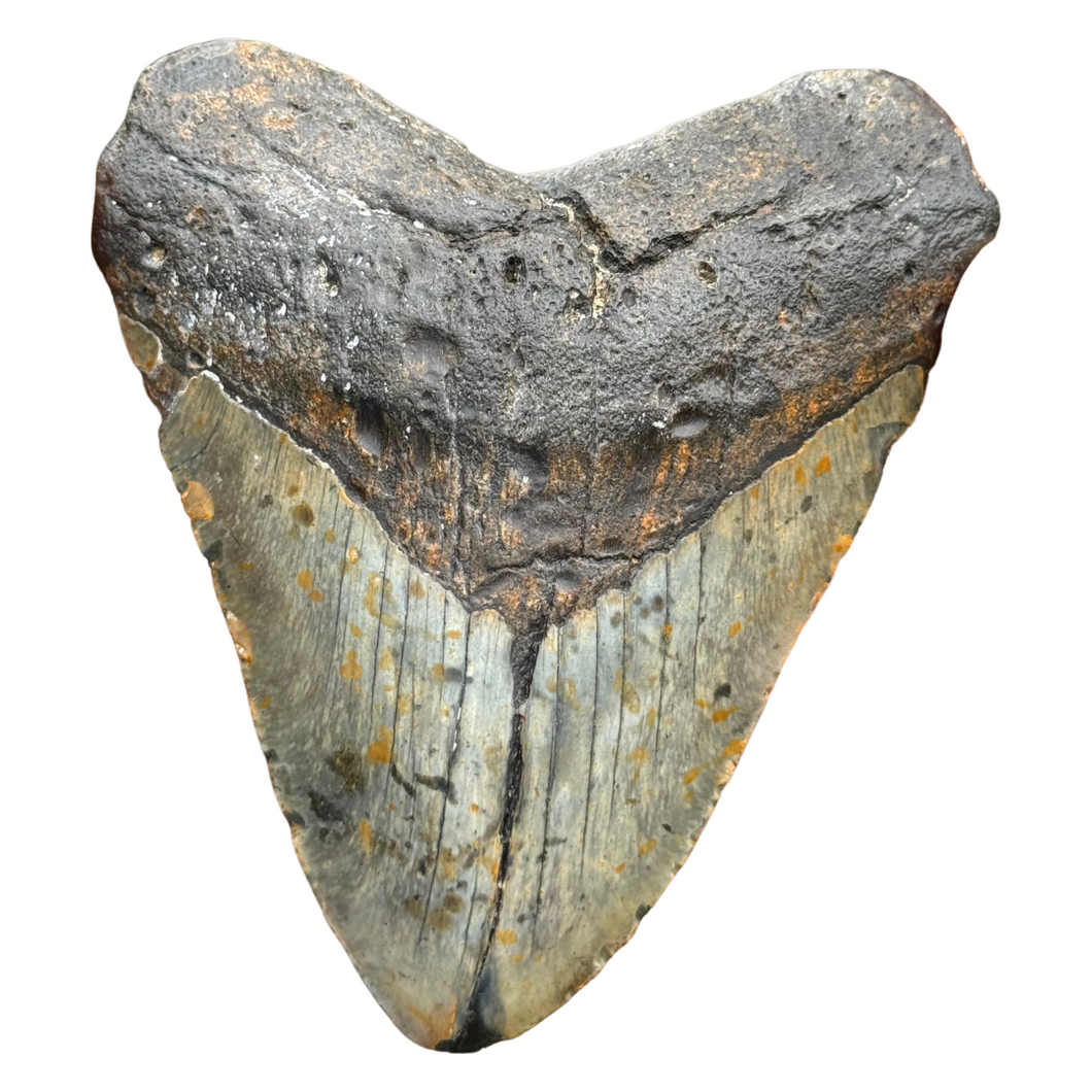 5.30 Meg Fossil