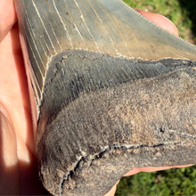 Load image into Gallery viewer, GIANT 4 &amp; 9/16ths Inch Megalodon Fossil
