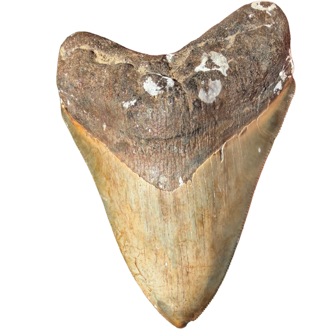 BIG 4 3/8 Inch Megalodon Fossil