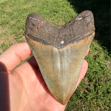 Load image into Gallery viewer, BIG 4 3/8 Inch Megalodon Fossil
