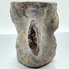 Load image into Gallery viewer, Authentic Whale Vertebra Fossil
