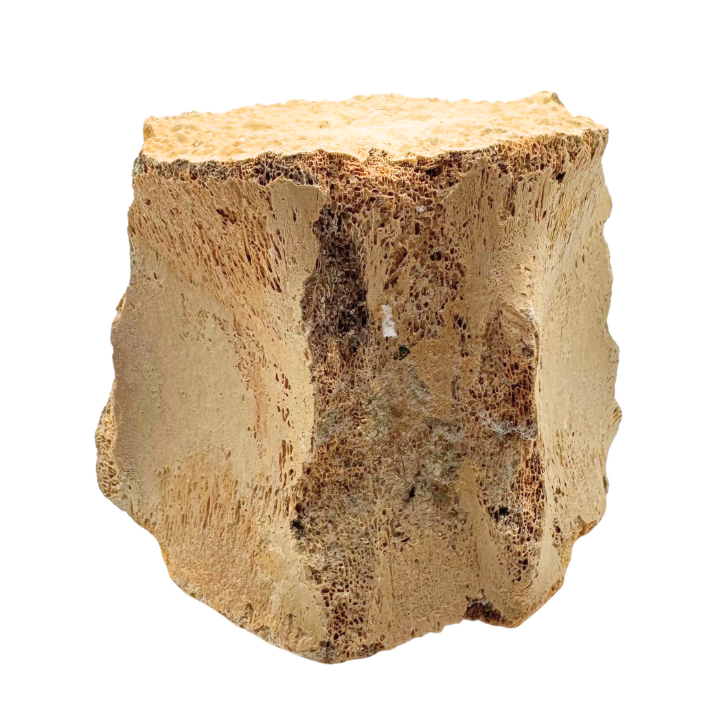 Authentic Whale Vertebra Fossil (Light Brown)