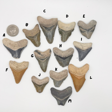 Load image into Gallery viewer, Pick Your Favorites! Megalodon Fossils
