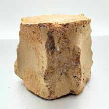 Load image into Gallery viewer, Authentic Whale Vertebra Fossil (Light Brown)
