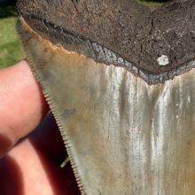Load image into Gallery viewer, BIG 4 3/8 Inch Megalodon Fossil
