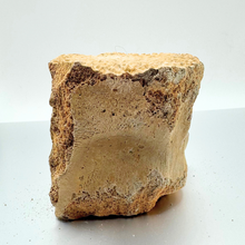 Load image into Gallery viewer, Authentic Whale Vertebra Fossil (Light Brown)
