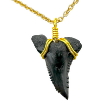 Load image into Gallery viewer, Rare Snaggletooth Shark Fossil Necklace – 14K Gold Pendant
