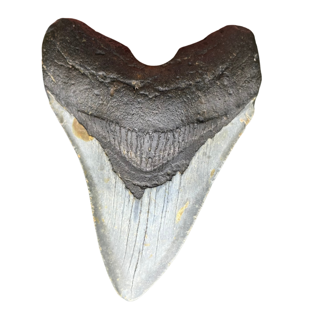 4.44 Meg Fossil