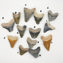 Load image into Gallery viewer, Pick Your Favorites! Megalodon Fossils
