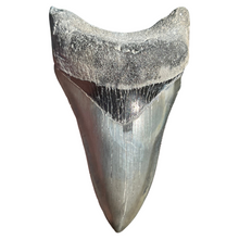 Load image into Gallery viewer, 4-Inch Megalodon Tooth Fossil
