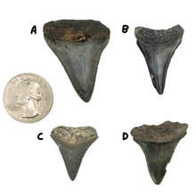 Load image into Gallery viewer, Select Your Great White Fossil
