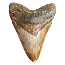 Load image into Gallery viewer, 4.43&quot; Rare Venice Megalodon Tooth – Chocolate Top with Red Hues
