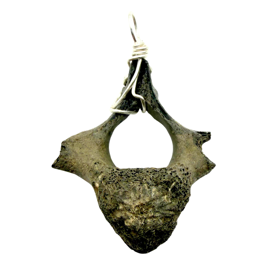Sterling Silver Dolphin Fossil Vertebrae Pendant Necklace - Oceanic Fossil