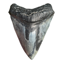 Load image into Gallery viewer, 4.71&quot; Megalodon Tooth – Venice, Florida Fossil
