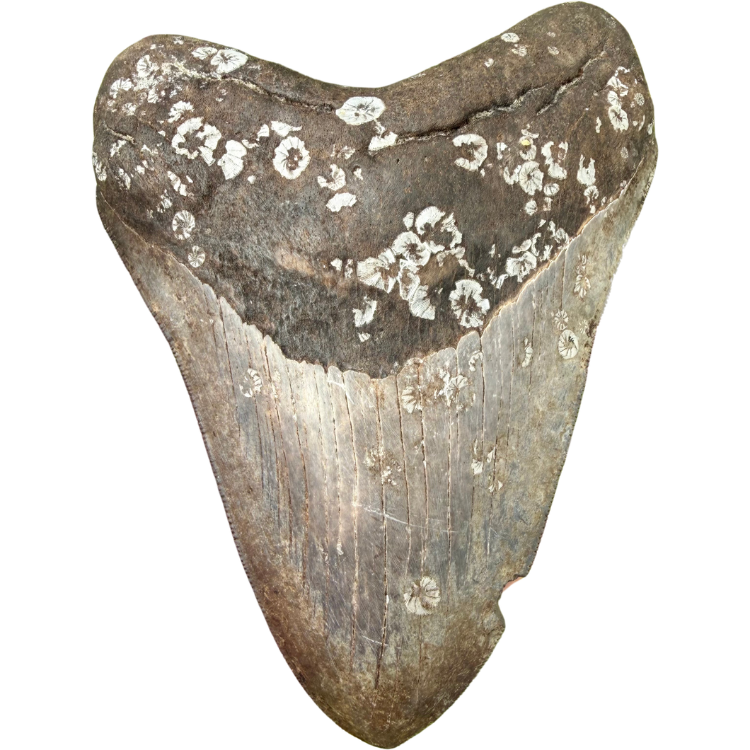 GIANT 5.5 Inch Megalodon Fossil