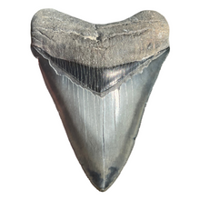 Load image into Gallery viewer, 3.99&quot; Megalodon Tooth – Venice, Florida Fossil
