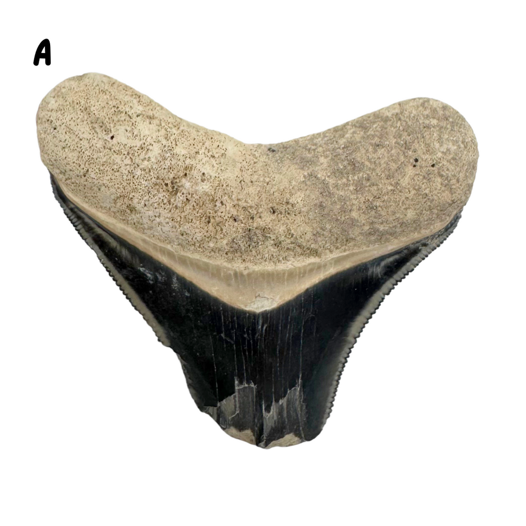 Pick Your Favorites! Megalodon Fossils