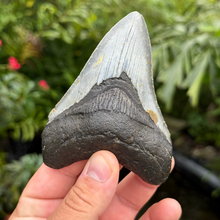 Load image into Gallery viewer, 4.44 Meg Fossil
